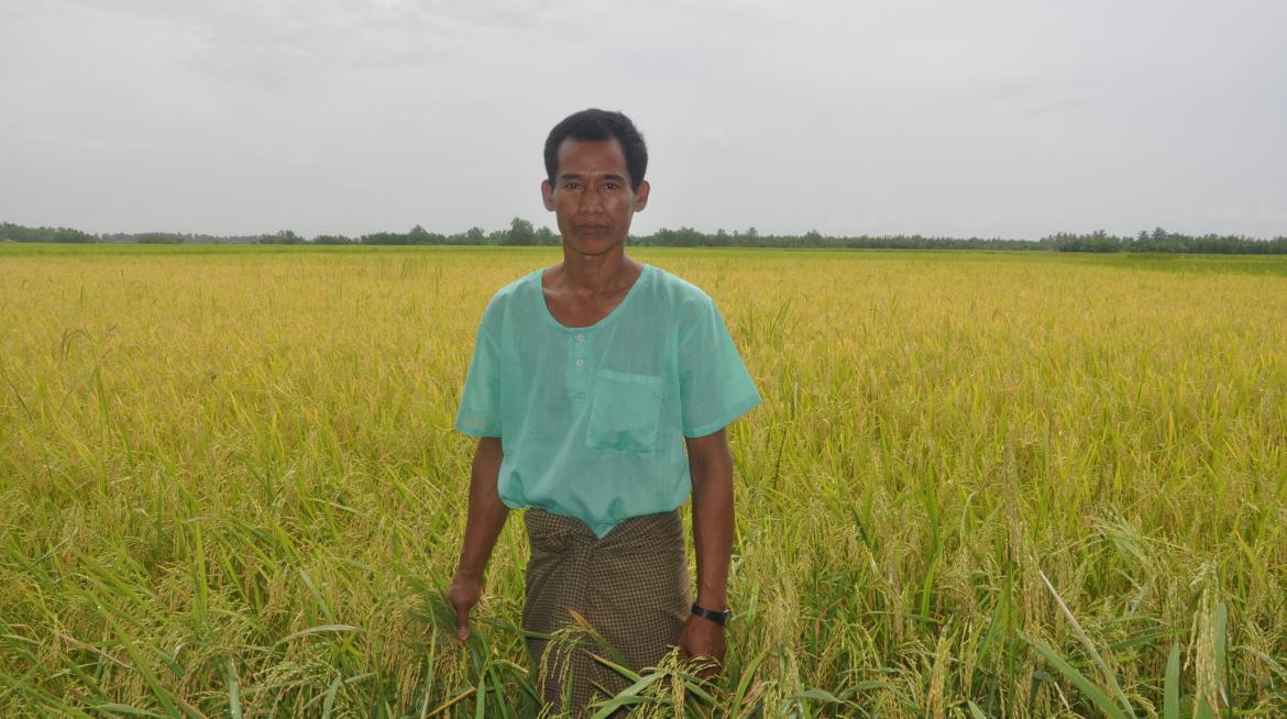 Farmer U Maung Htay stands amidst his second crop of the year