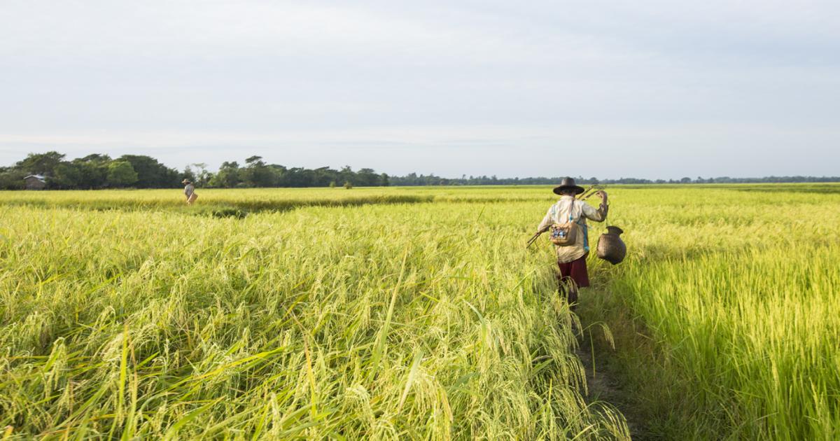 Seven fields. Securing livelihoods.