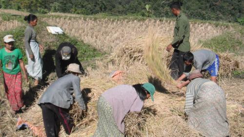 12.1 million adults in Myanmar reported farming as their primary source of income (MAP)