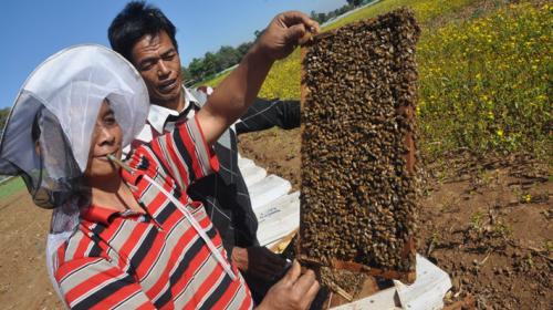 LIFT-funded Plan Bee, a project implemented by TAG International Development, is geared towards introducing and expanding modern beekeeping and honey production in Shan state